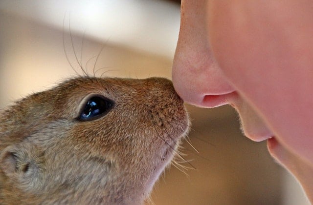 dog and man touching noses