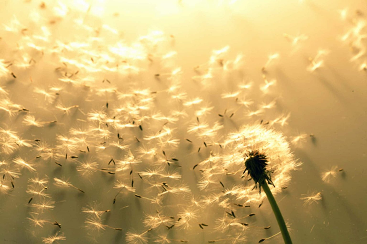 Dandelion seeds floating a known seasonal allergen